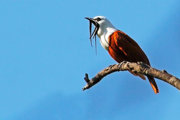 Costa Rica Birding Tours