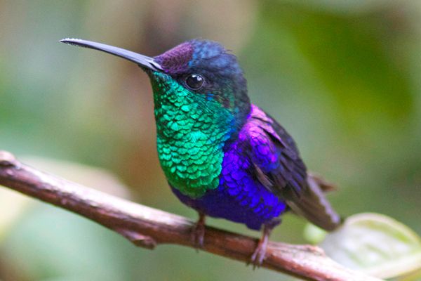 Costa Rica Birdwatching Tours 2019