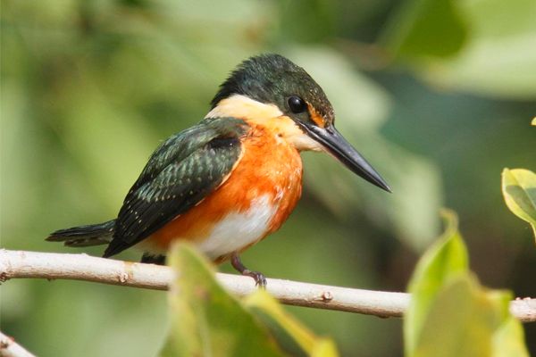 Highlights Costa Rica Birding Trip