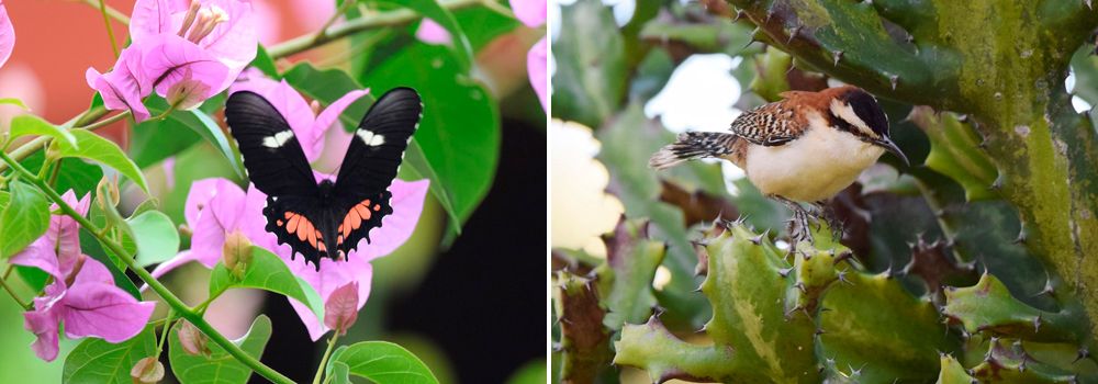 Birding Group Tour: Quest for the Agami Heron - Day 1 - Bougainvillea Hotel Garden