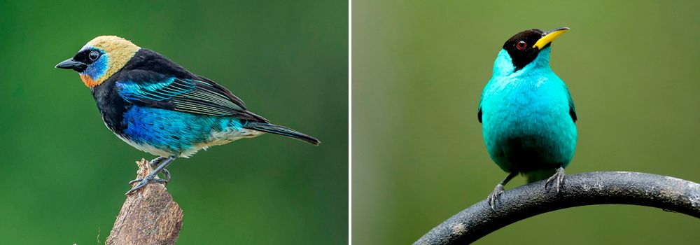 costa rica group birding tour 1 day 10