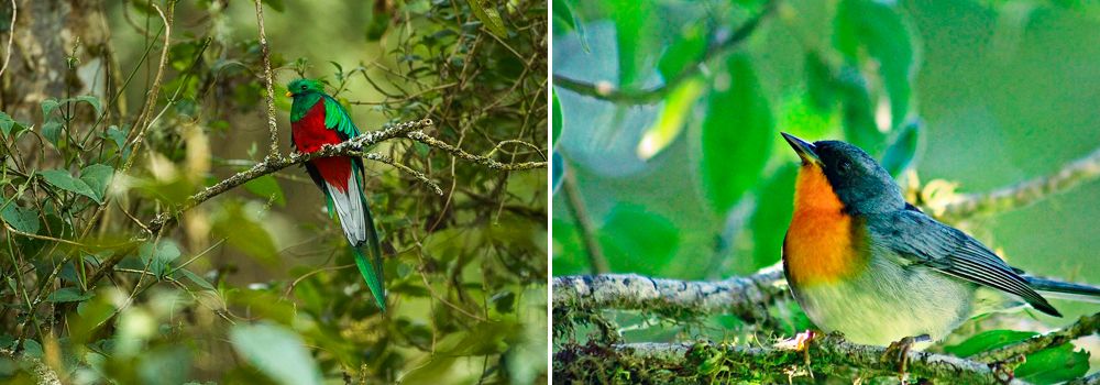 Birding Group Tour: Quest for the Agami Heron - Savegre Lodge Qutezal