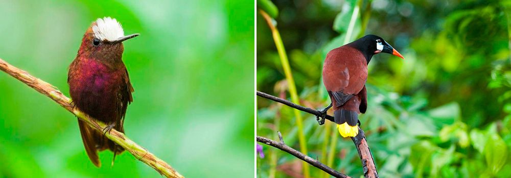 Rancho Naturalista - Snowcap Hummingbird - Birding Group Tour: Quest for the Agami Heron