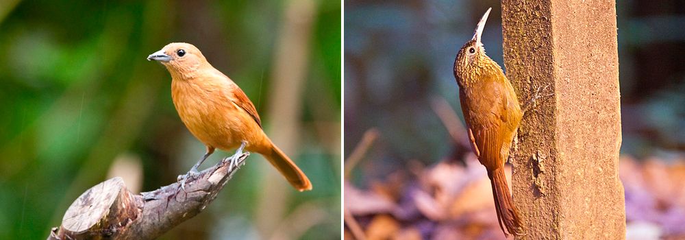 costa rica group birding tour 1 day 5