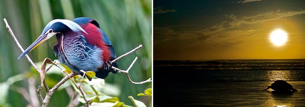 Birding Group Tour: Quest for the Agami Heron - Carribean