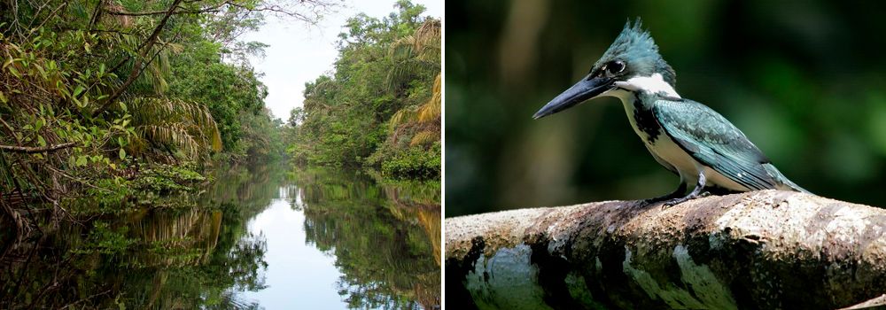 Pacuare reserve Camp - Birding Group Tour: Quest for the Agami Heron in Costa Rica