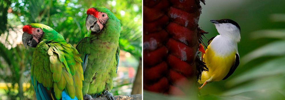costa rica group birding tour 1 day 8