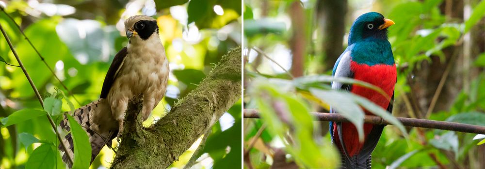 Arenal Observatory Lodge - Birding Group Tour: Quest for the Agami Heron 