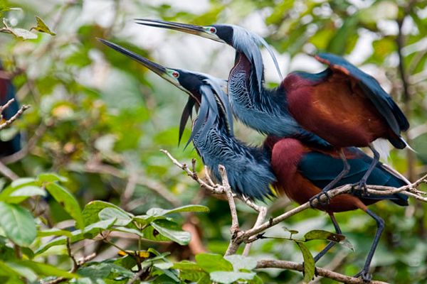 Costa Rica Group birding tour m