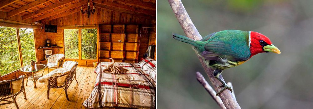  San Gerardo de Dota| Hotel Quetzal Paradise Lodge, Day 10 of Costa Rica Bird Photo Tour