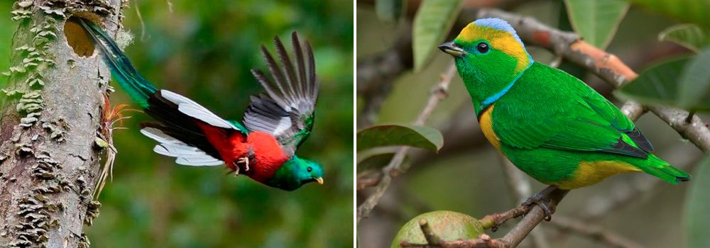 Day 11 of Costa Rica Birding Photo Tour: San Gerardo de Dota| Quetzal Country