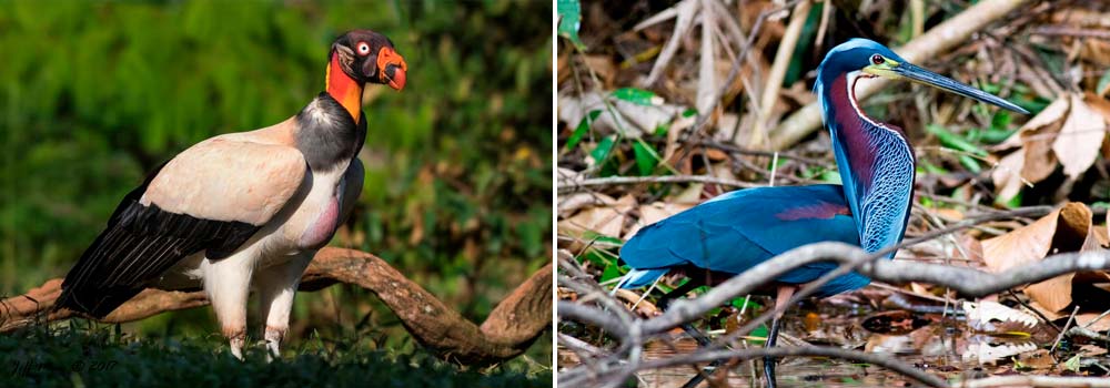 Laguna del Lagarto Lodge - Birding Photo Tour in Costa Rica, Day 4