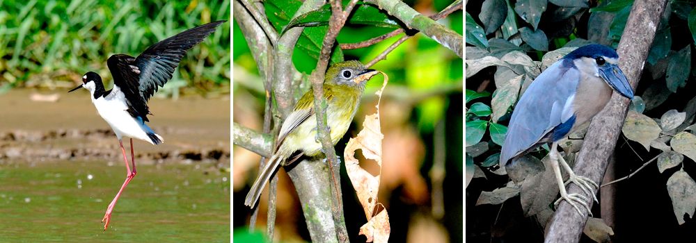 Costa Rica bird photography tour