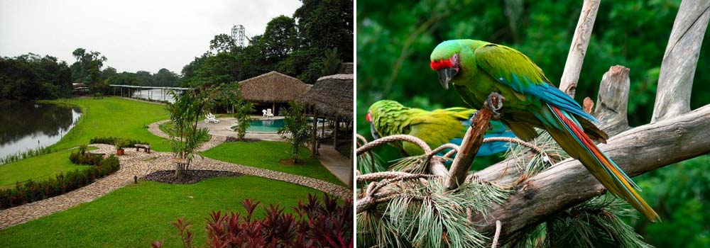 Day 8 of Costa Rica Birding Photo Tour: Caribbean Lowlands