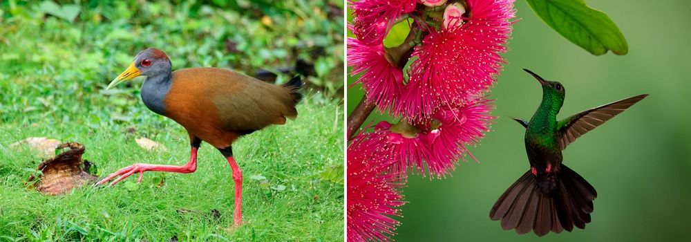  Day 9 of Costa Rica Bird Photo Tour: Caribbean Lowlands