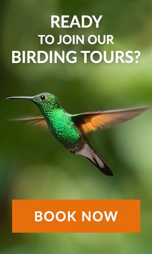 Costa Rica birding tours