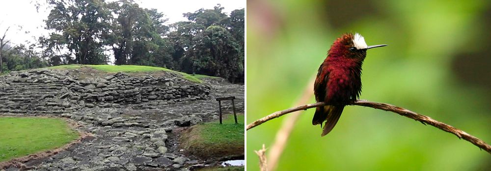 October birding trip to Costa Rica, Guayabo Lodge