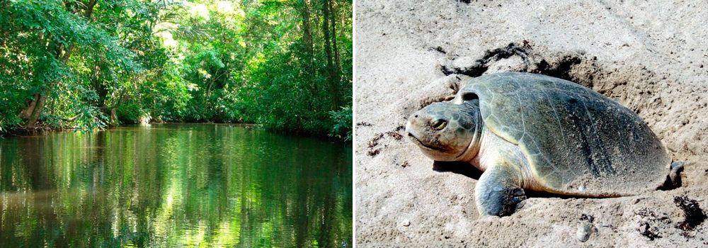 Tortuguero National Park, October birding trip to Costa Rica