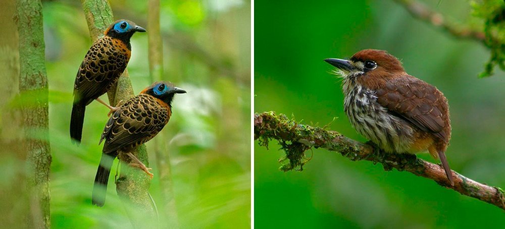 elusive birds costa rica tour