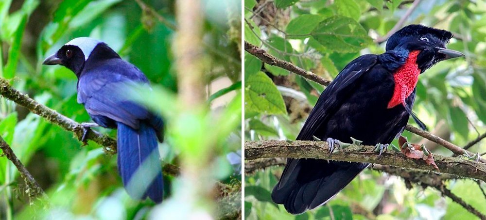 elusive birds costa rica tour 2