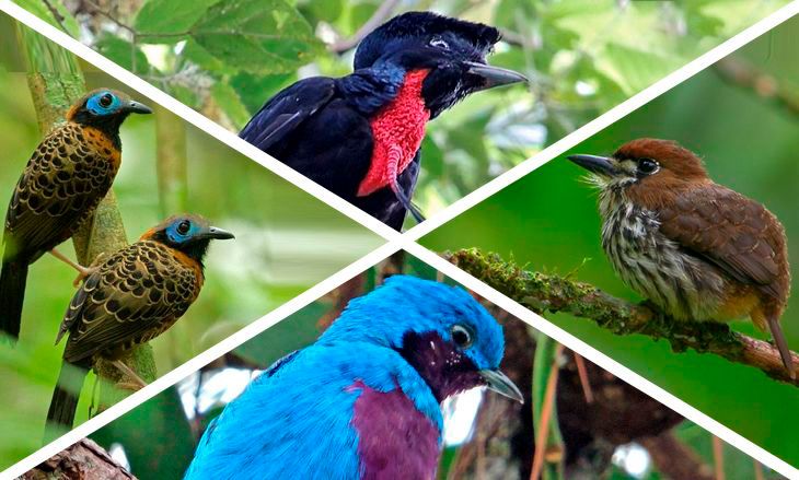 Search for the Elusive Birds of Costa Rica