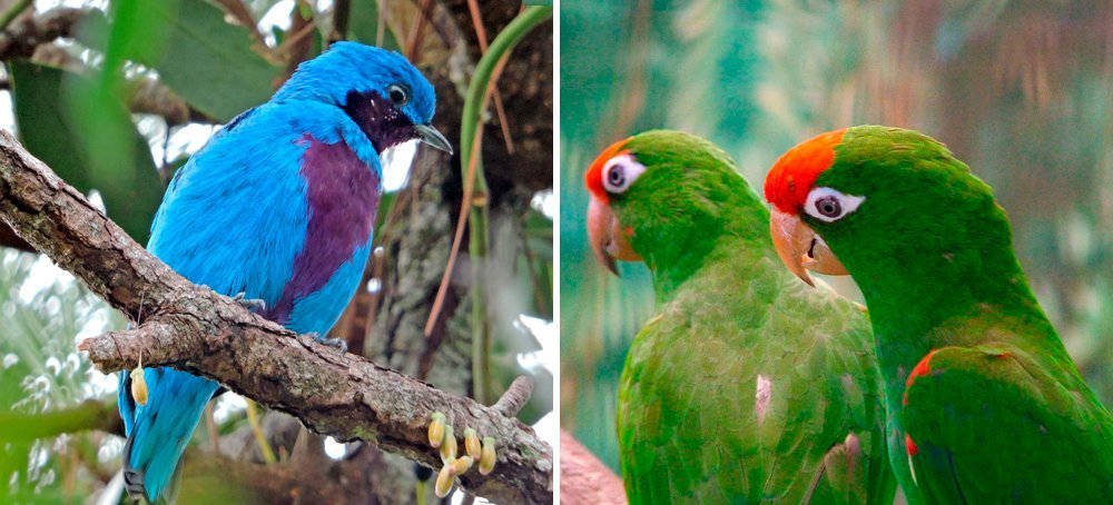 Identifying Costa Rica Birds