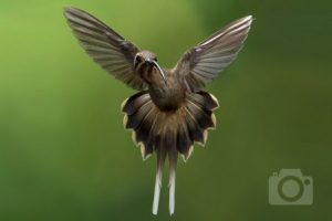 Costa Rica Bird Photography tour