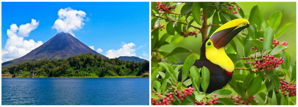 Arenal Observatory Lodge - Bird Photography Hot Spot