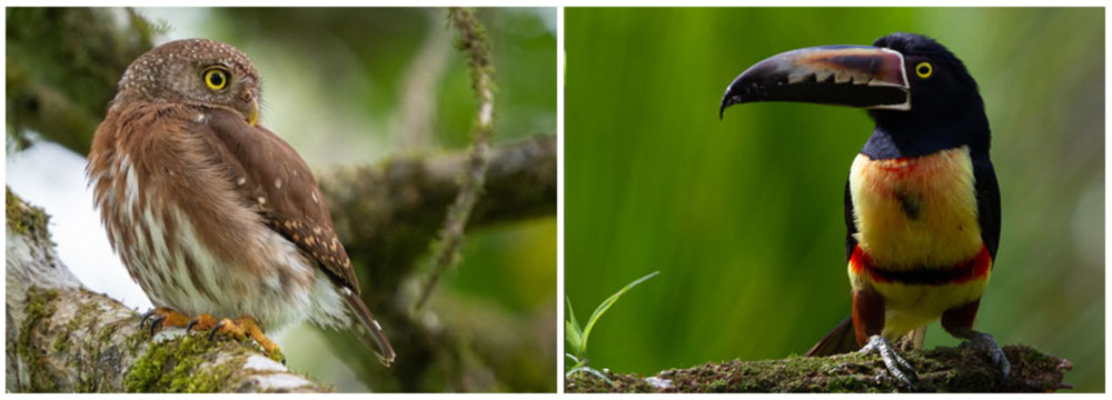 Bird Photography Group Tour by Costa Rica Focus