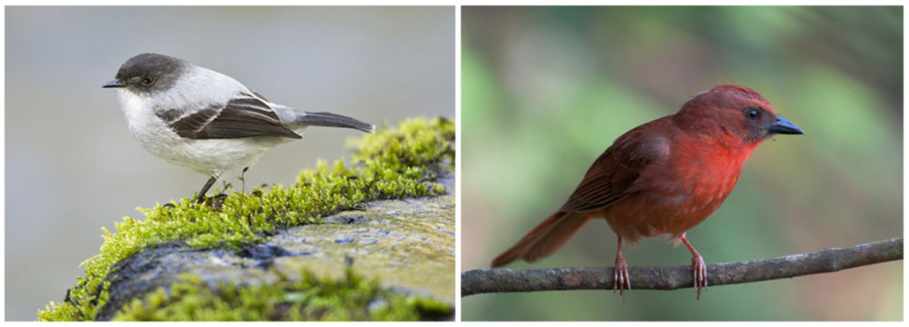 Costa Rica Birding Photos - Rancho Naturalista