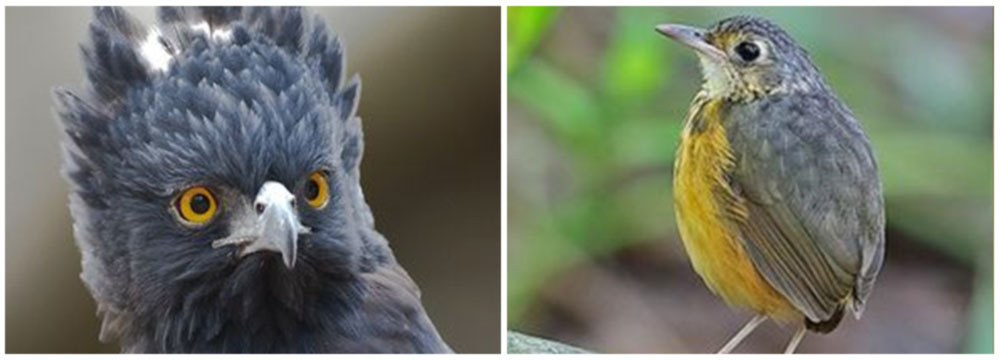costa rica bird photography group tour arenal observatory lodge
