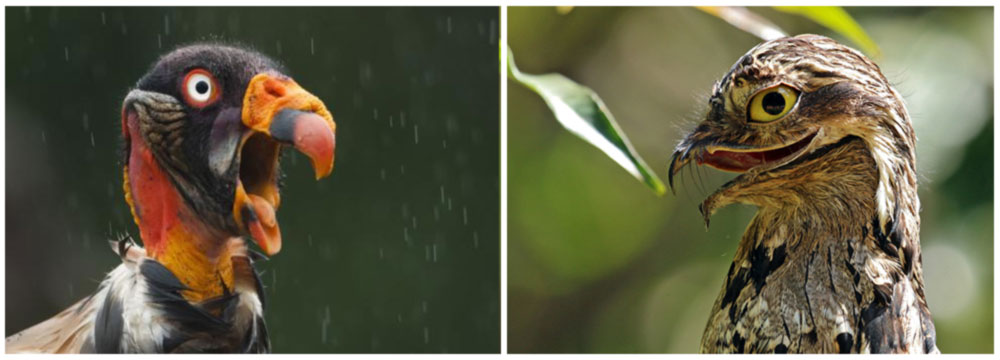 Bird photography at Laguan Lagarto, Costa Rica