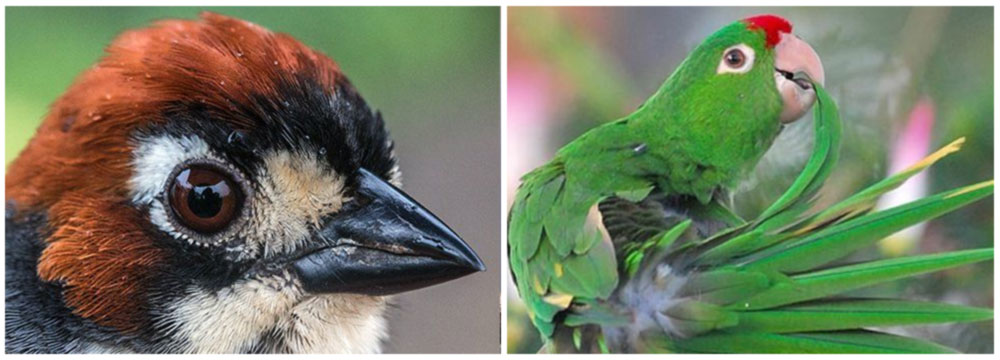 Costa Rica Bird Photography at Bougainvillea