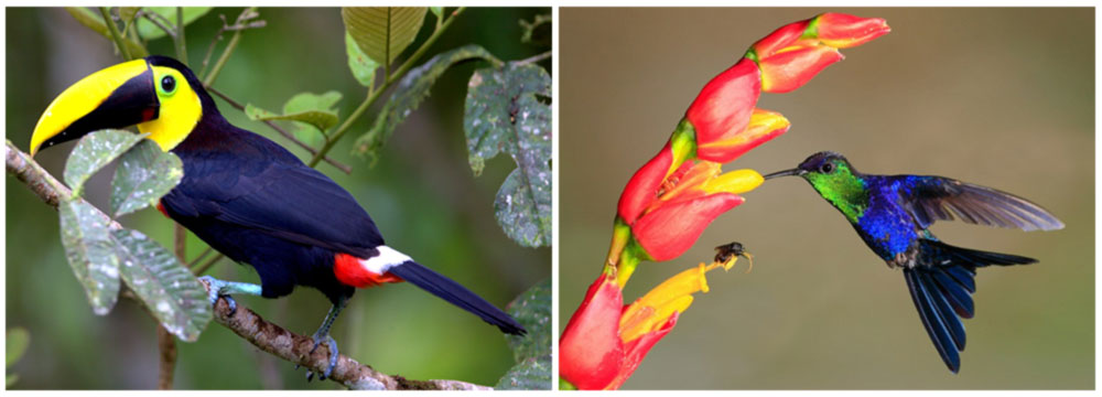 Costa Rica Bird Photography Group Tour - Toucan and Hummingbird