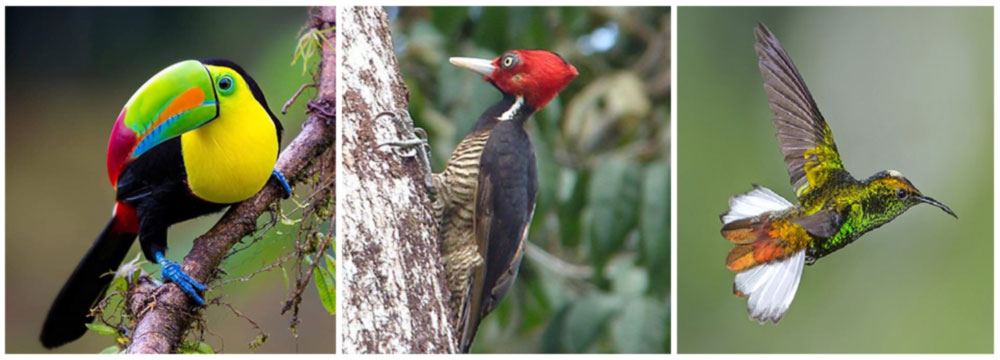 Costa Rica Bird Photography Hot Spots - Group Tour for Photographers