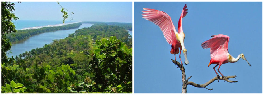 Costa Rica Bird PhotographyHighlights: Carara National Park