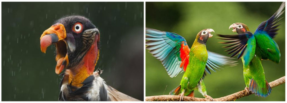 Birding Photography Hot Spots in Costa Rica