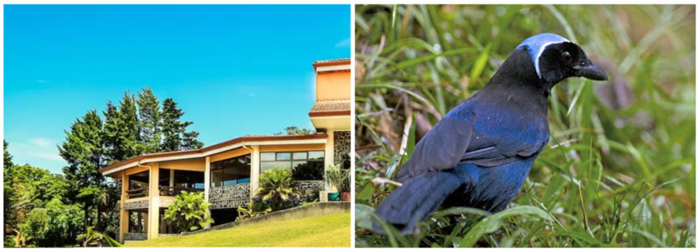 Bird Photography Hot Spots: Hotel Montana Monteverde