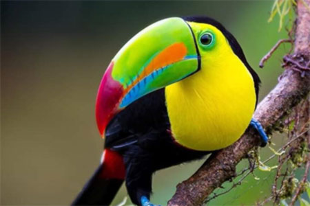 costa rica group birding tour 2