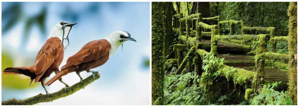 Monteverde - one of Costa Rica Bird Photography Hot Spots