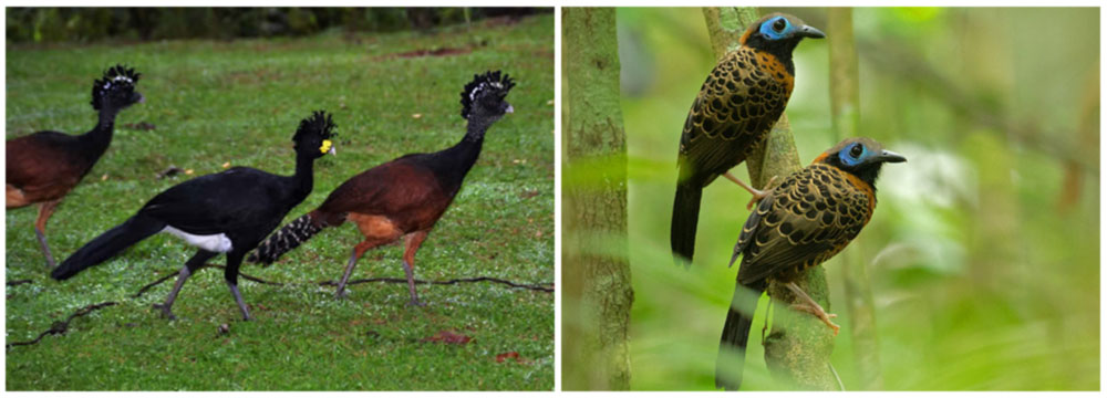 Tracling the Trogons: Arenal Observatiory Lodge