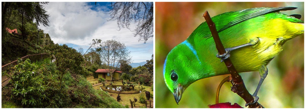 Day 10: San Gerardo de Dota | Highland Endemic Species0