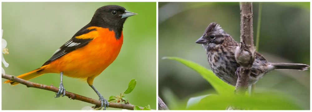 Birding on a Budget Tour, Talamanca Highlands, Day 9