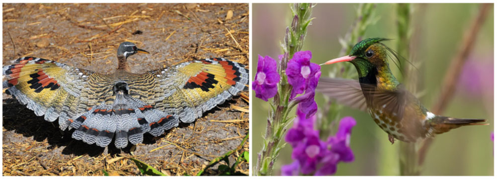 Tirimbina Lodge Birding in Costa Rica