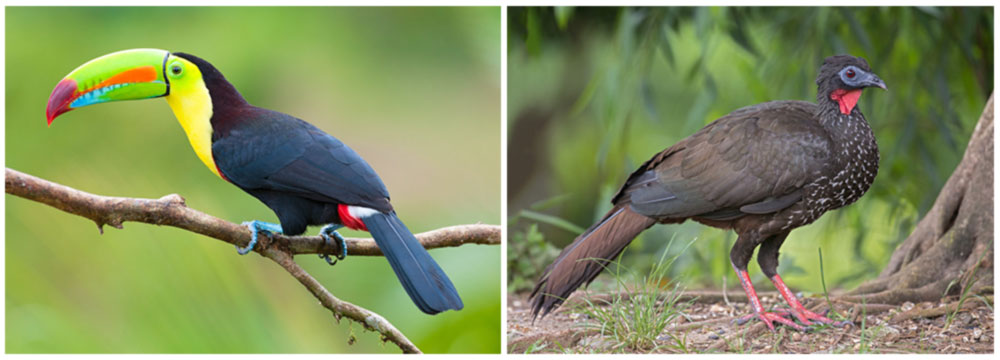 Toucan in Costa Rica, Birding on a Budget Tour Day 5