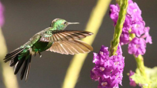 Charming Hummingbird Costa Rica - Amazilia decora