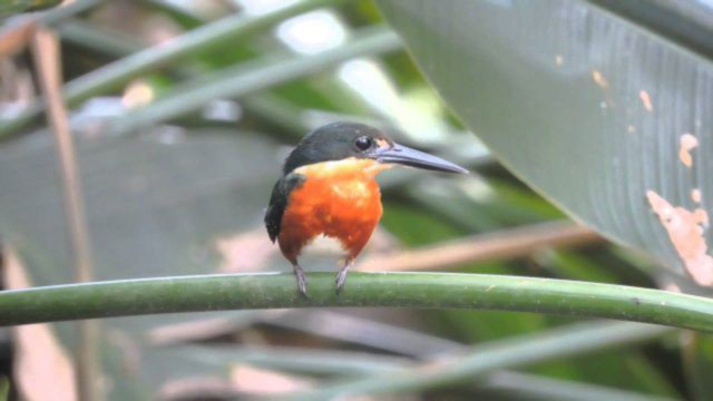 Green and Rufous Kingfisher in Costa Rica - Chloroceryl inda