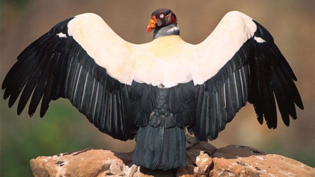 King Vulture - Sarcoramphus papa 