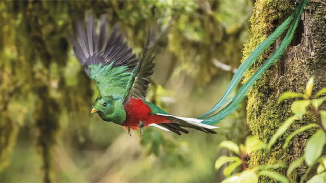 Resplendent Quetzal - Pharomachrus mocinno - Costa Rica Bird Checklist