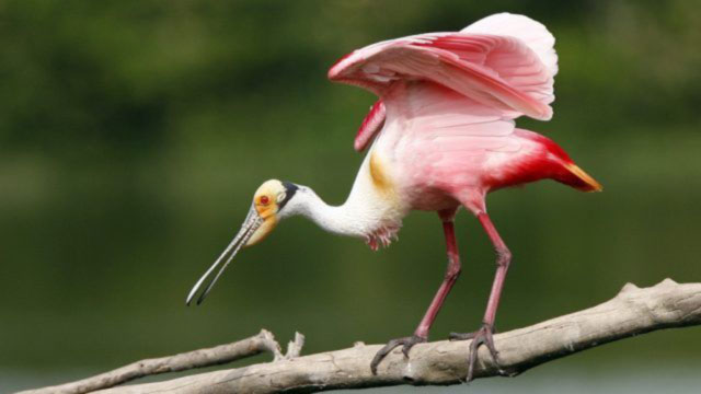 Roseate Spoonbill Costa Rica - Platalea ajaja - Costa Rica Bird Checklist